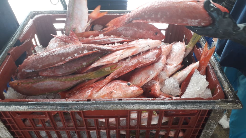 Pargo